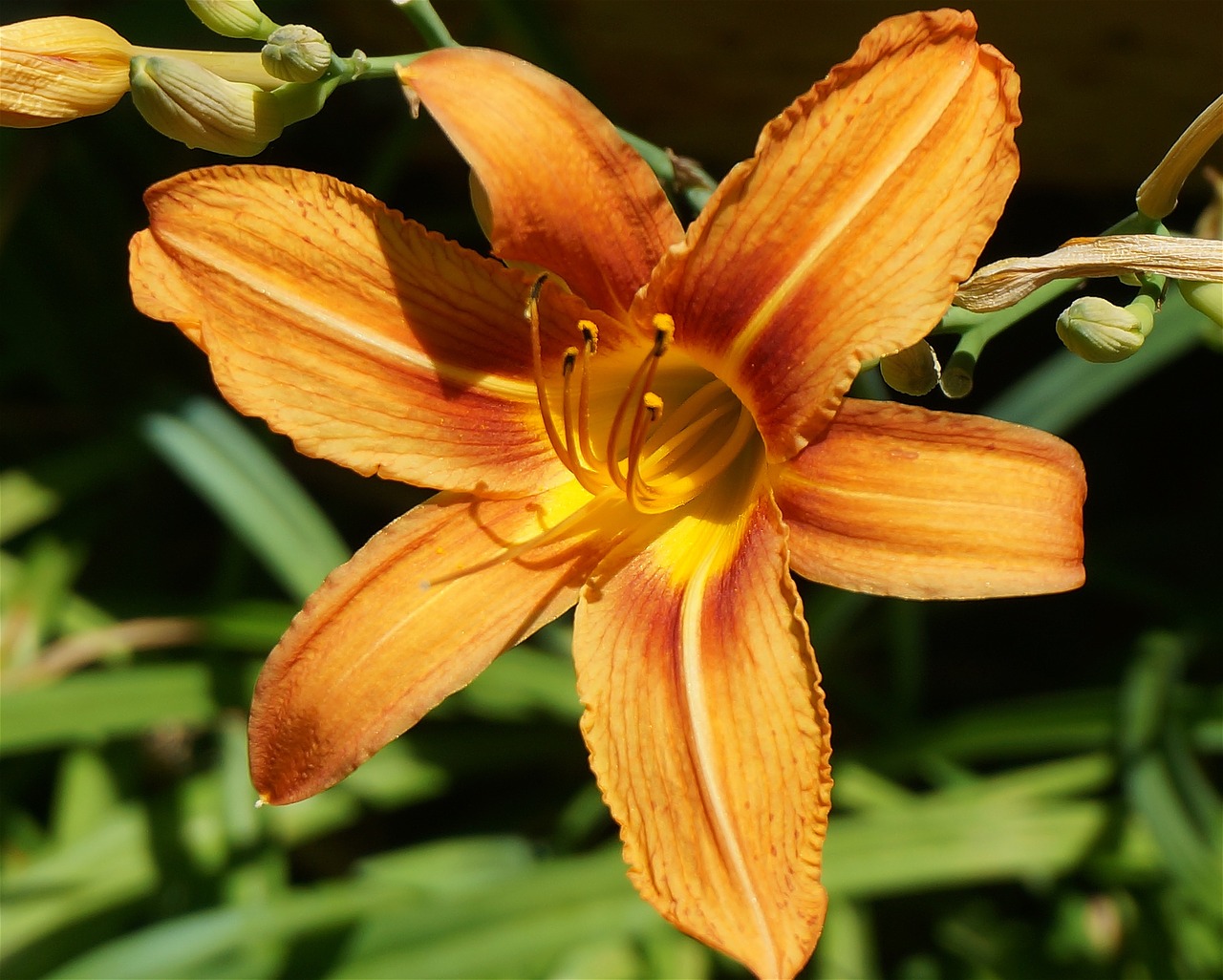 day lily lily flower free photo