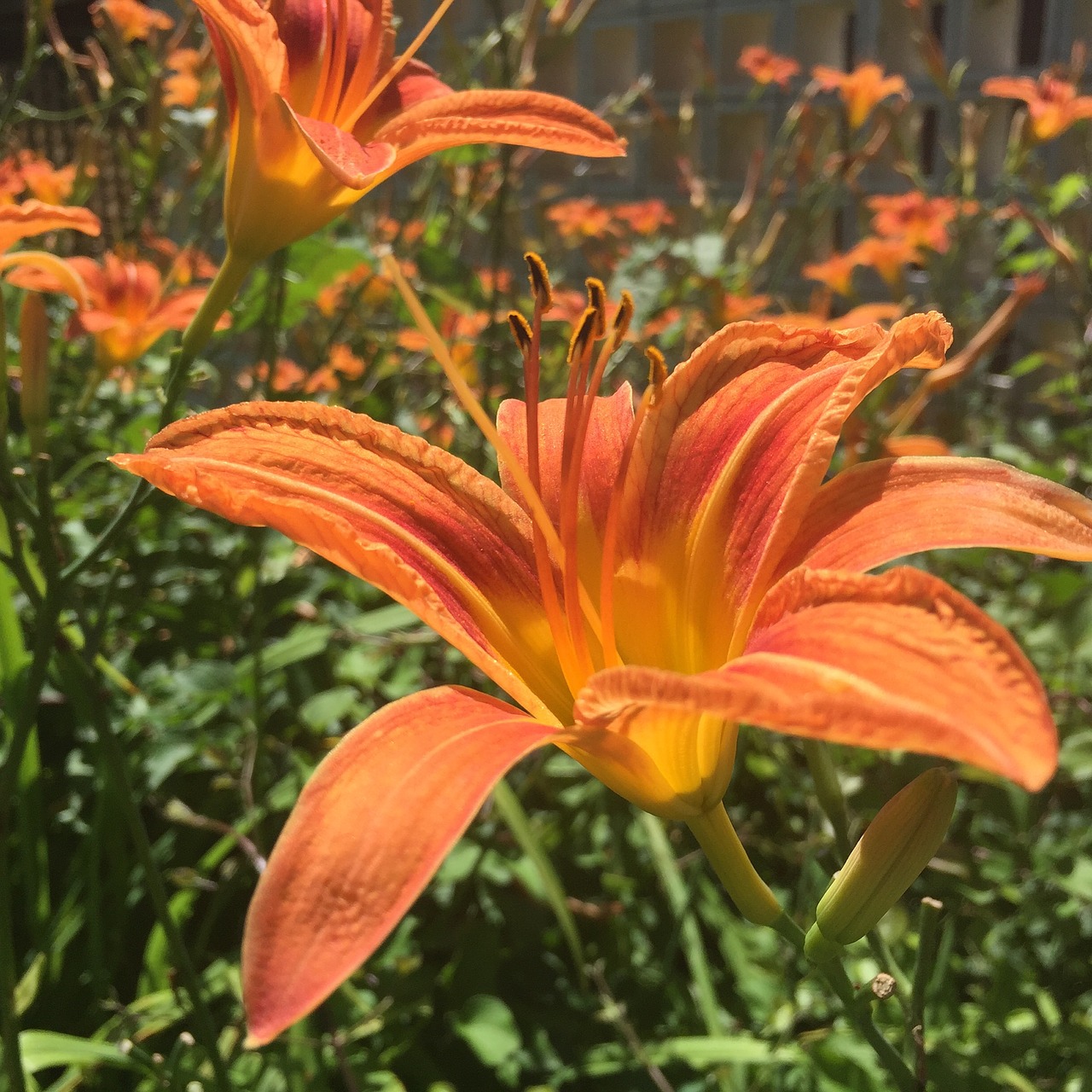 day lily plant flower free photo