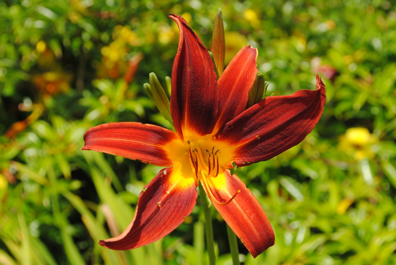 day lily serrated flower free photo