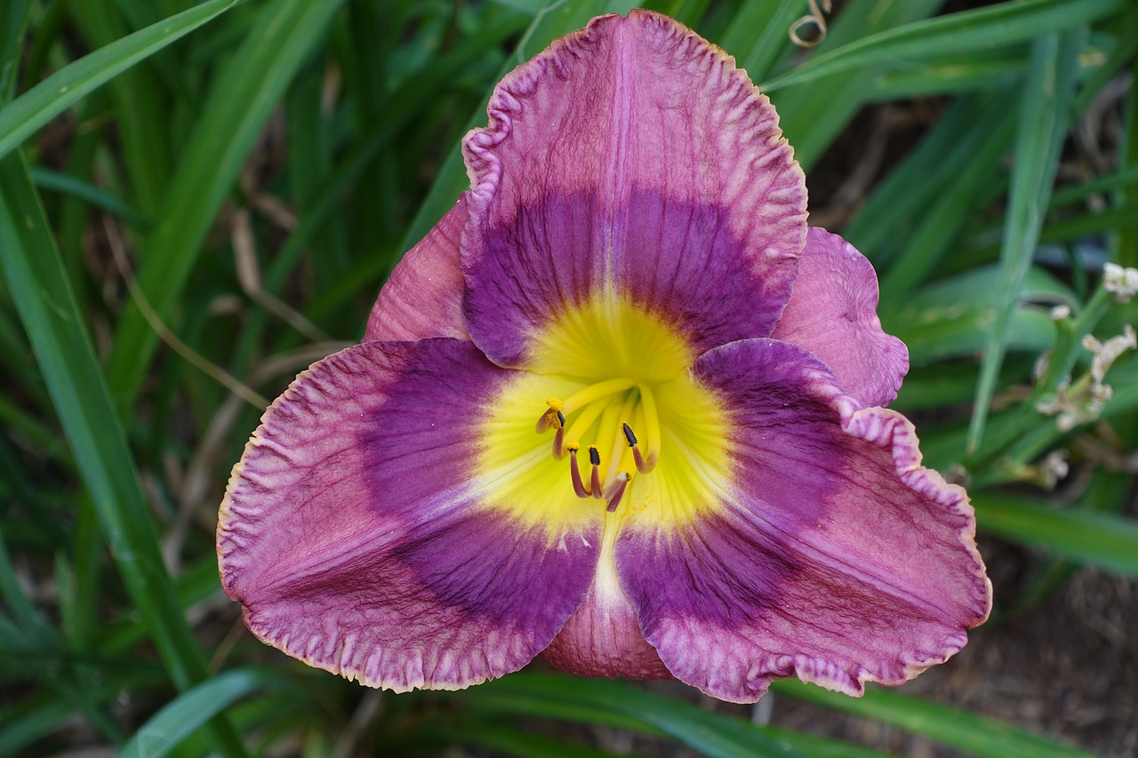 day lily garden lily free photo