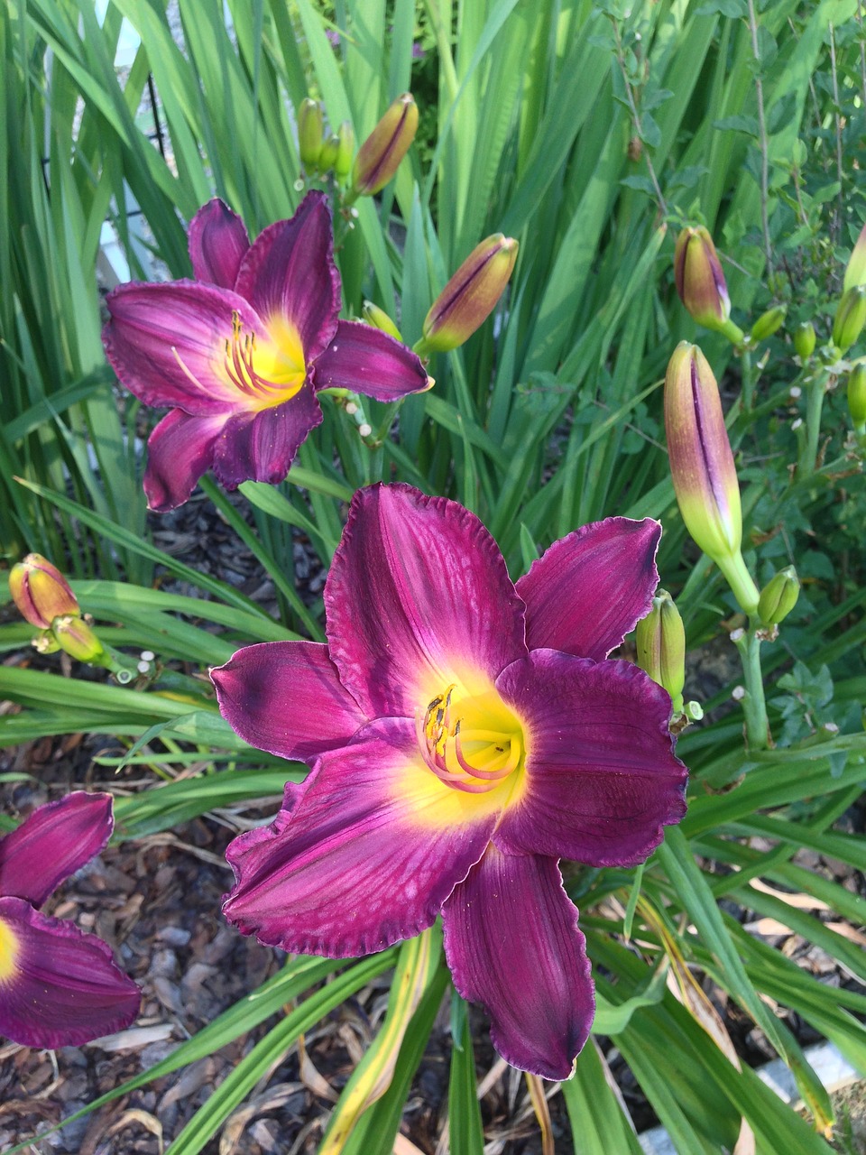 day lily hemerocallis flower free photo