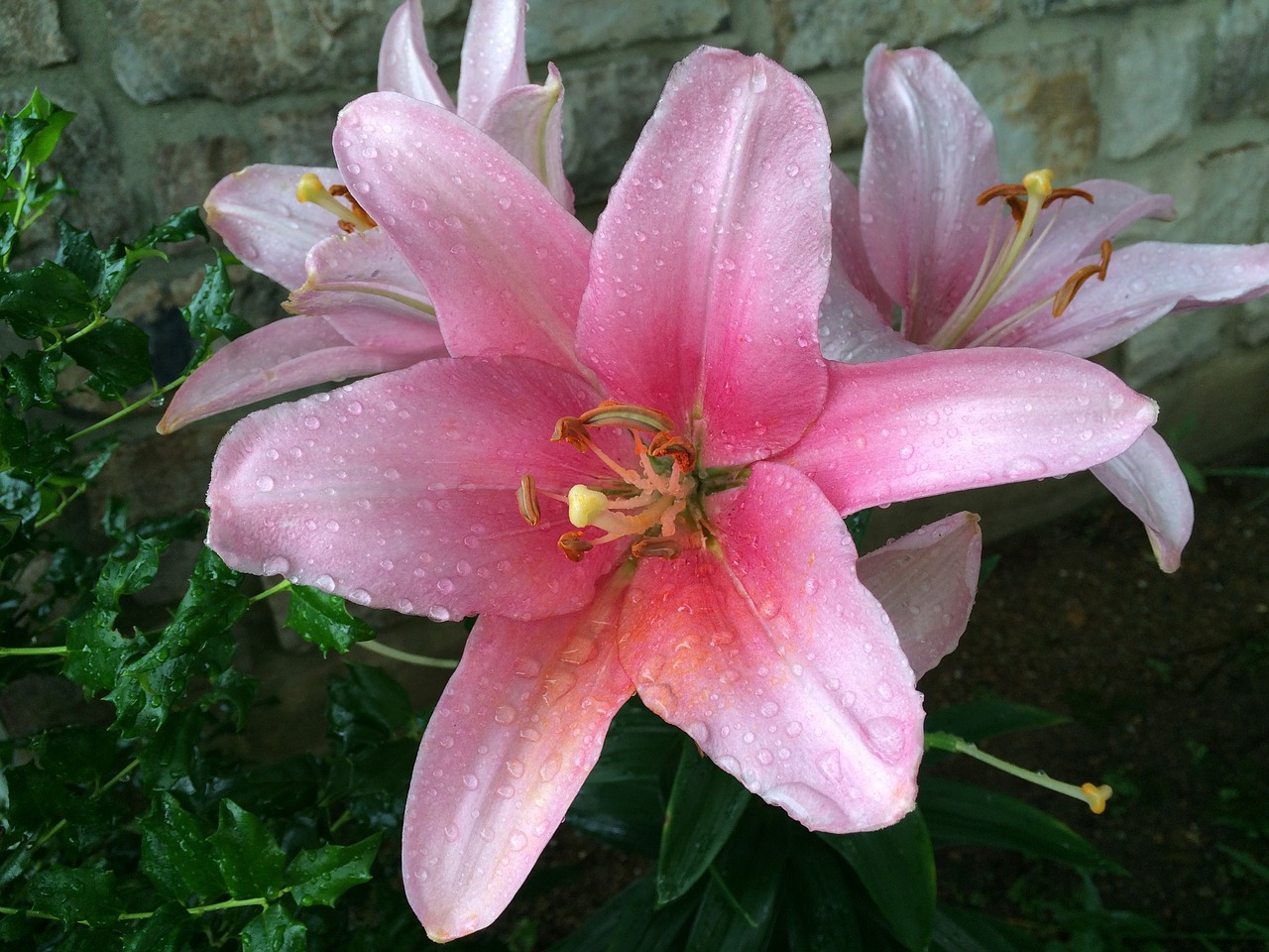 day lily dew green free photo