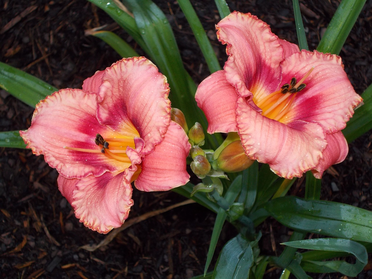 day lily flower day free photo