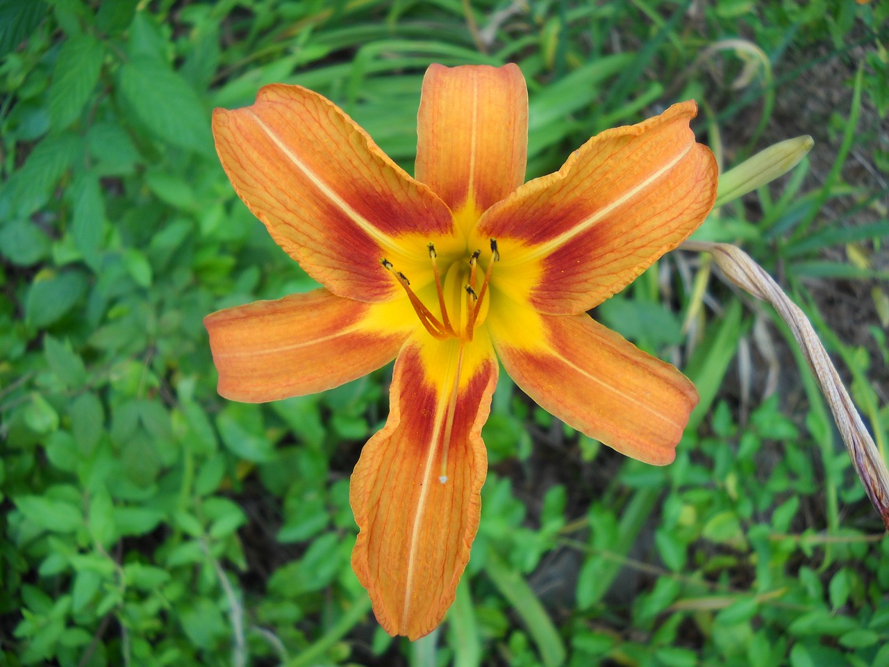 day lily flower orange free photo