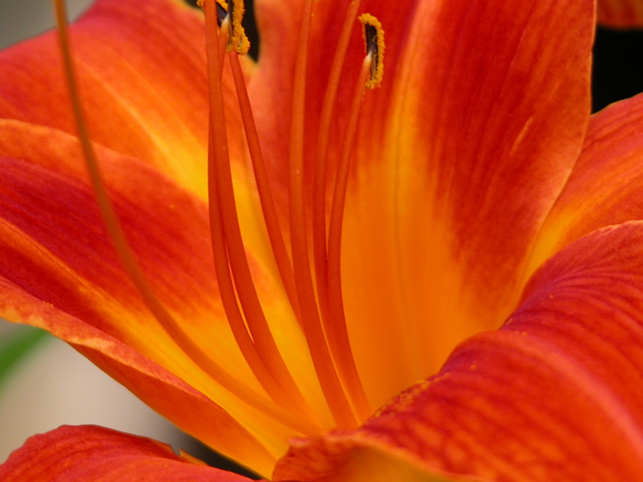 day lily orange open free photo