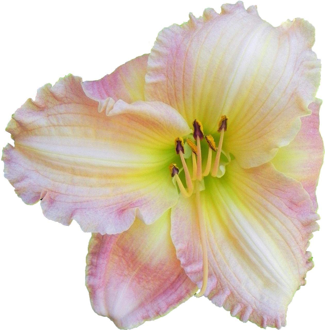 day lily flower pink free photo