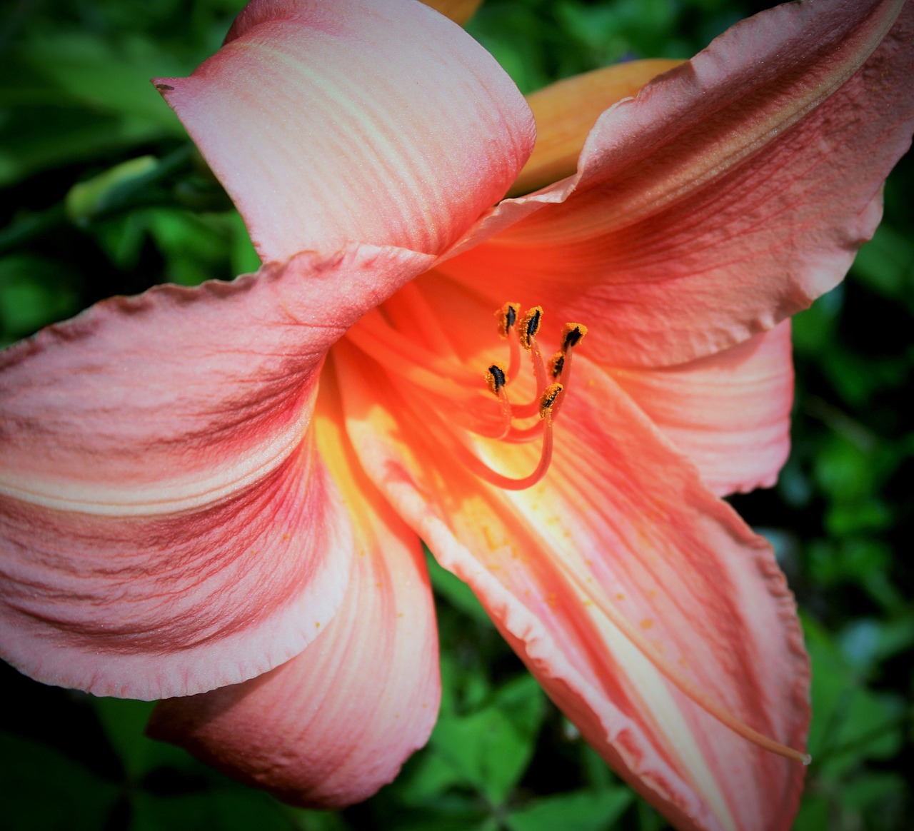 day lily flower lily free photo