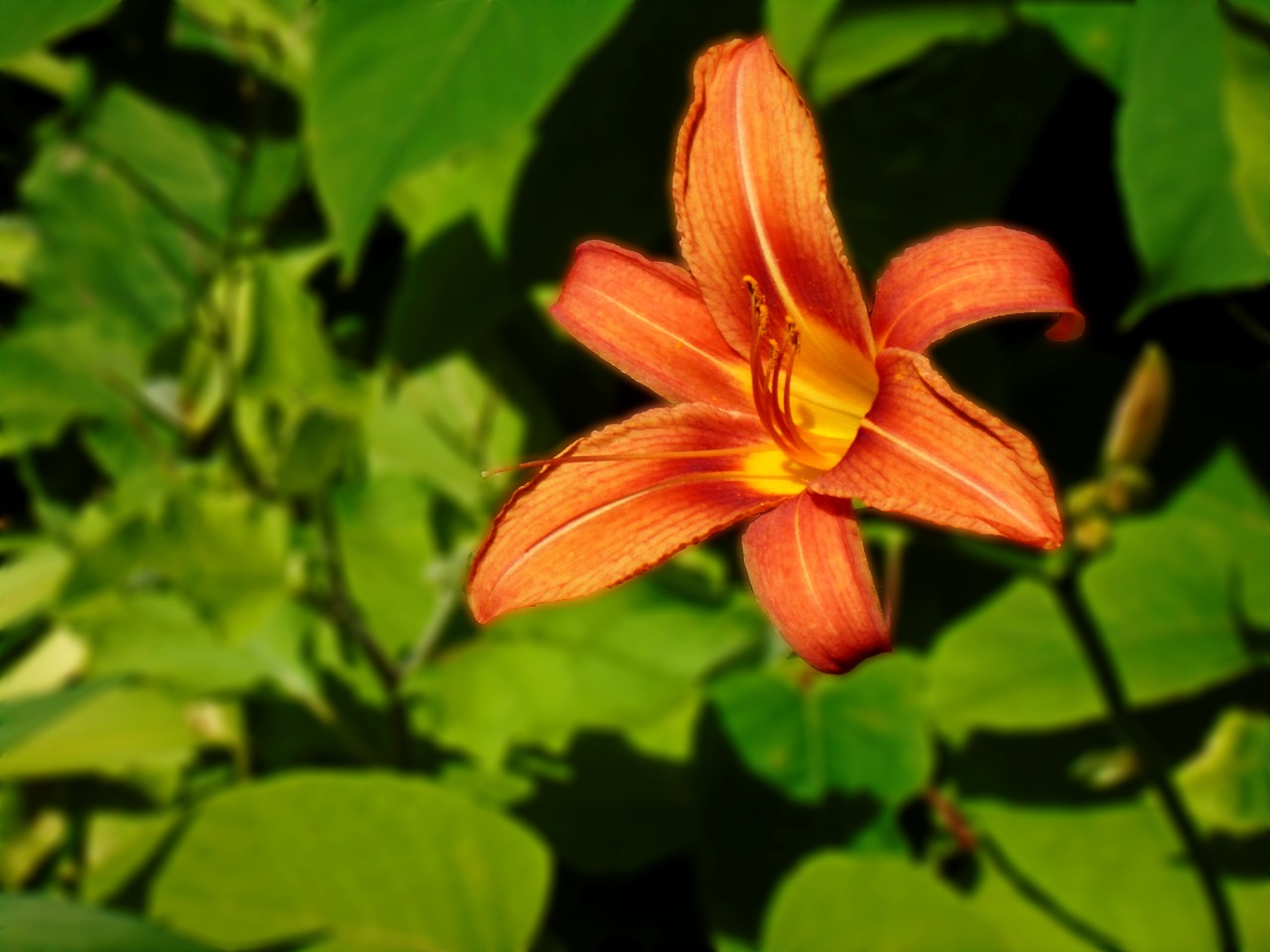 day lily orange blossom free photo