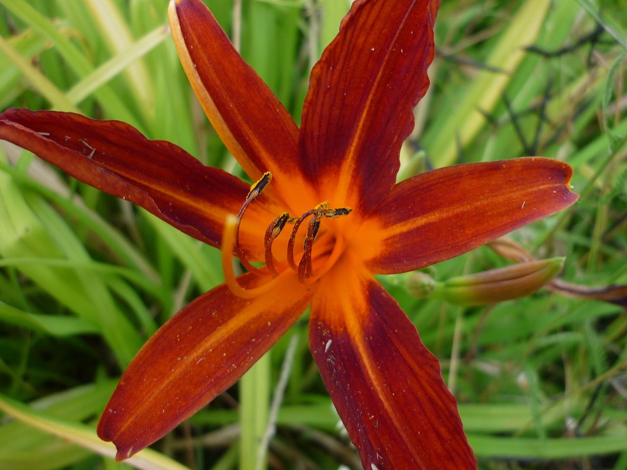 day lily nature flower free photo