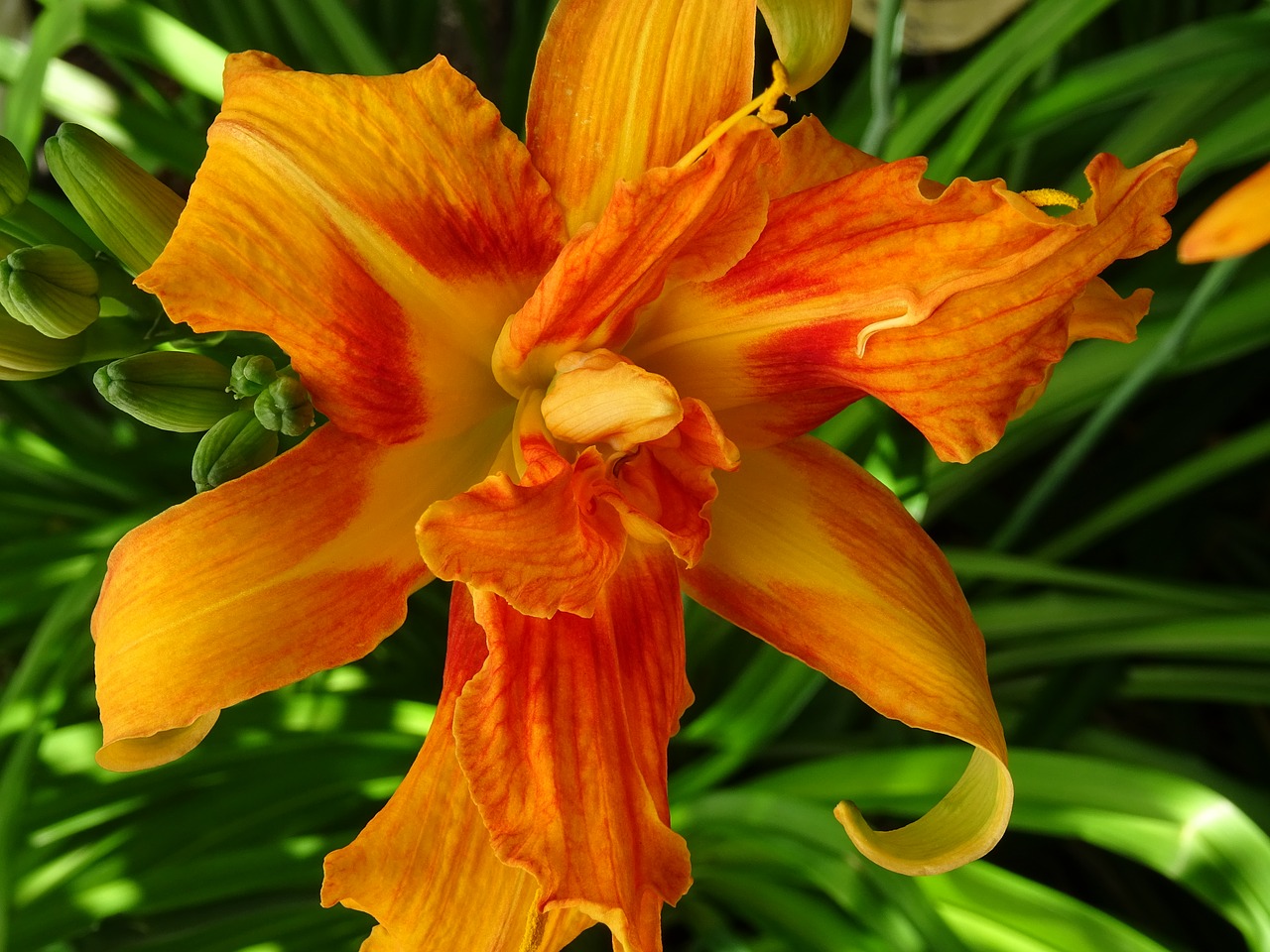 day lily blossom bloom free photo