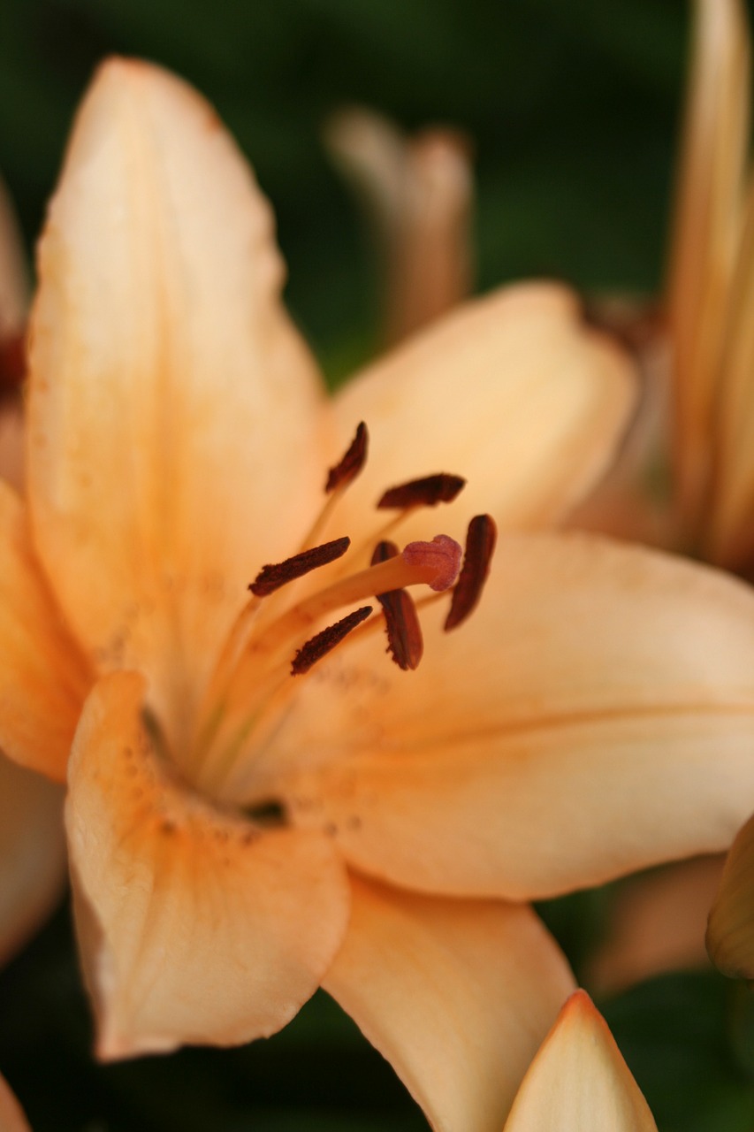 day lily flower spring free photo