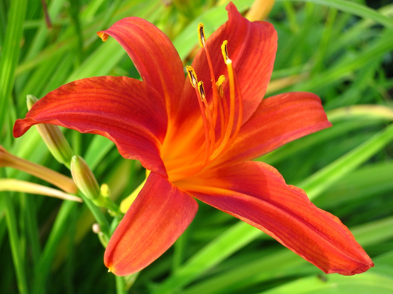 day-lily lily flowers free photo