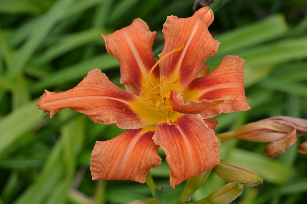 day lily orange tiger lily free photo