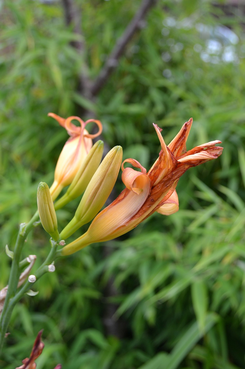 day lily orange buds free photo