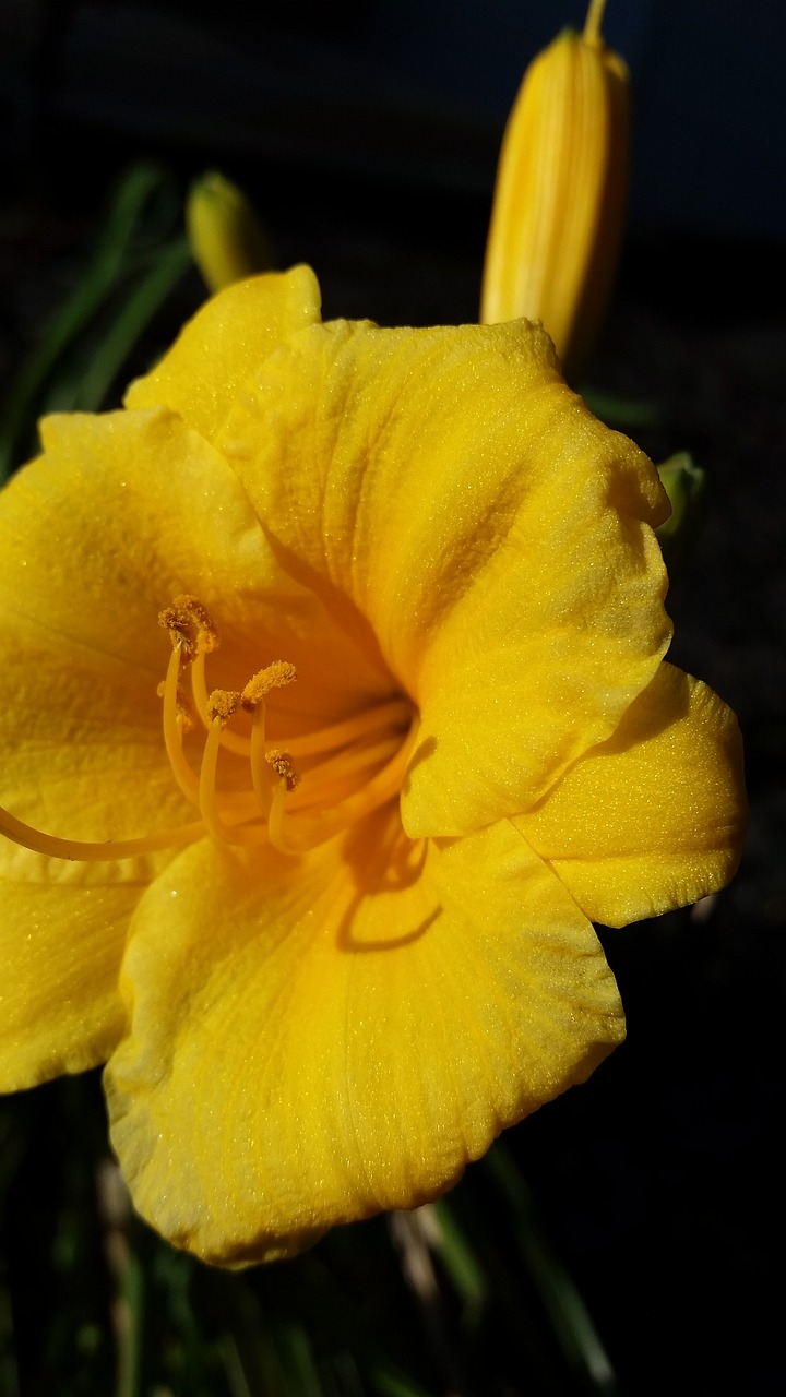 day lily yellow flower landscaping plant free photo