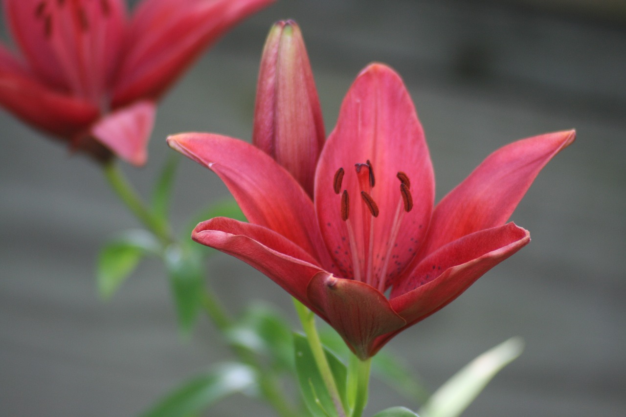 day lily flower lily free photo