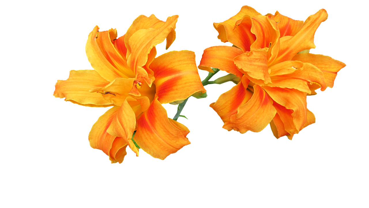 day lily flower cutout free photo