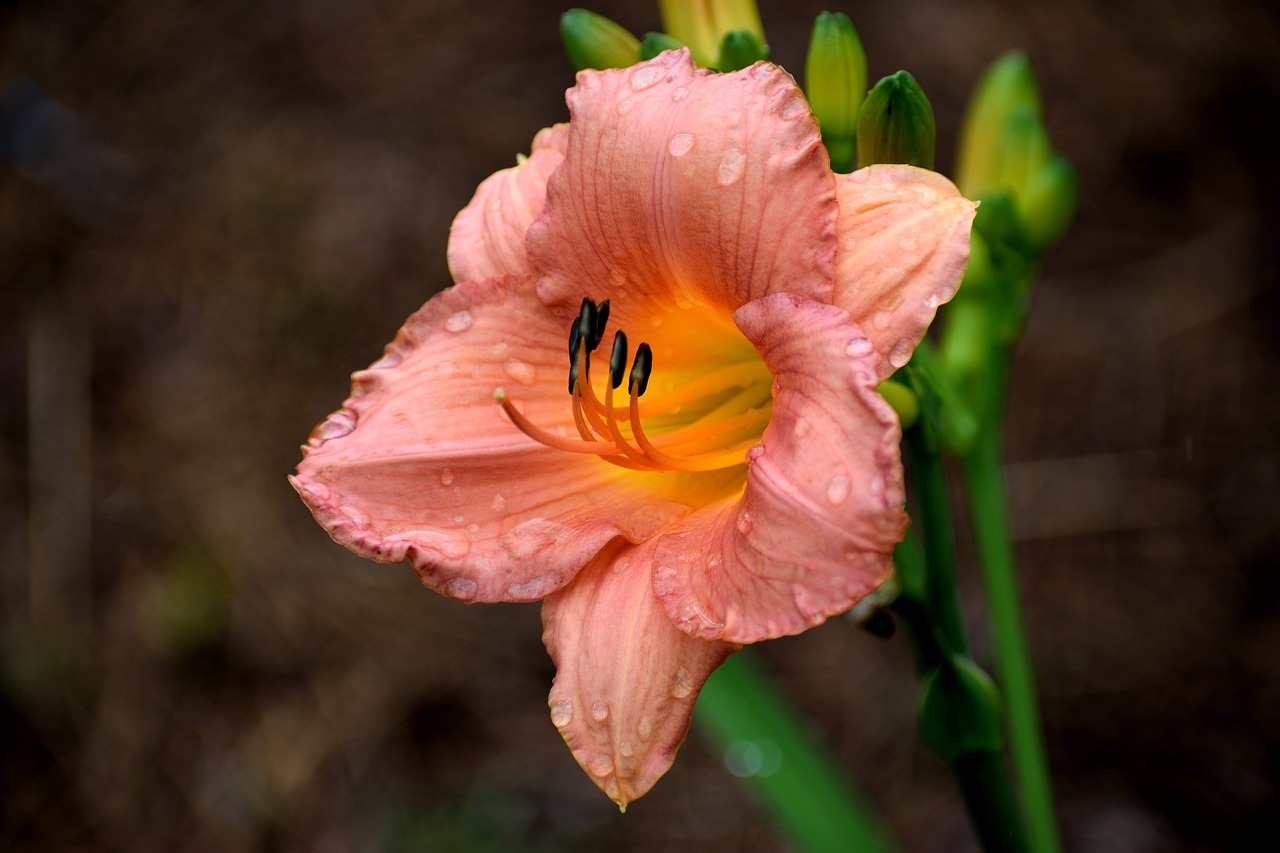 day lily  floral  flower free photo