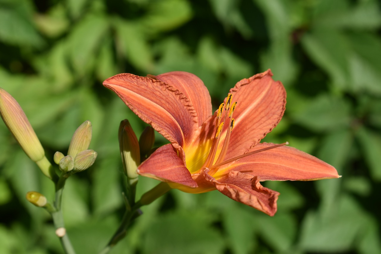 day-lily  orange  flower free photo