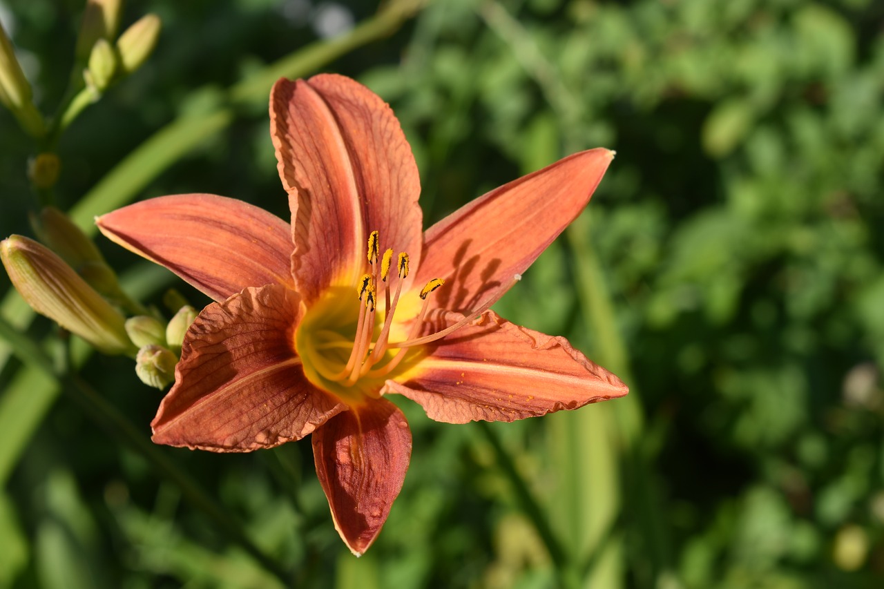 day-lily  orange  flower free photo