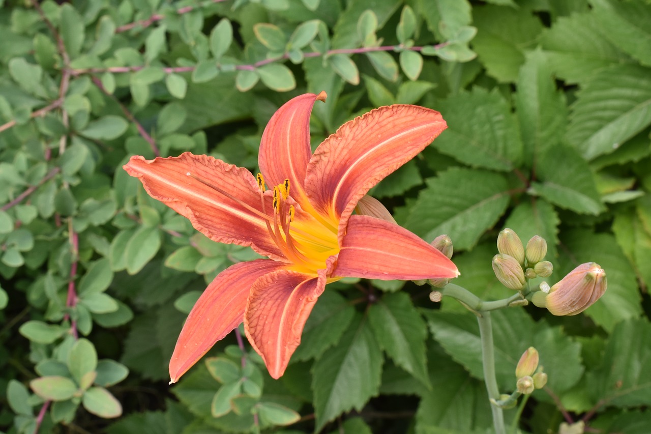 day-lily  orange  flower free photo