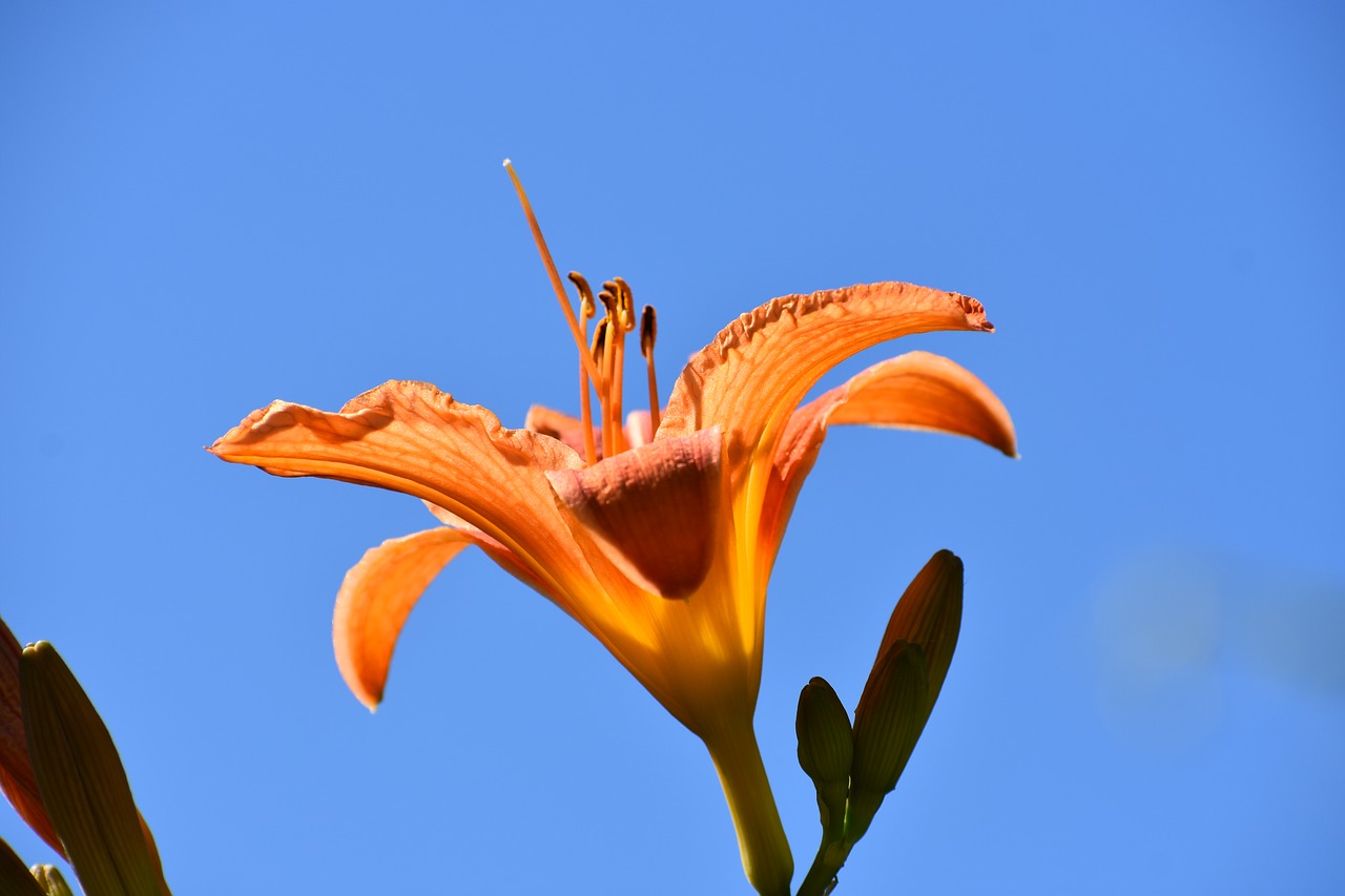 day-lily  orange  blue free photo