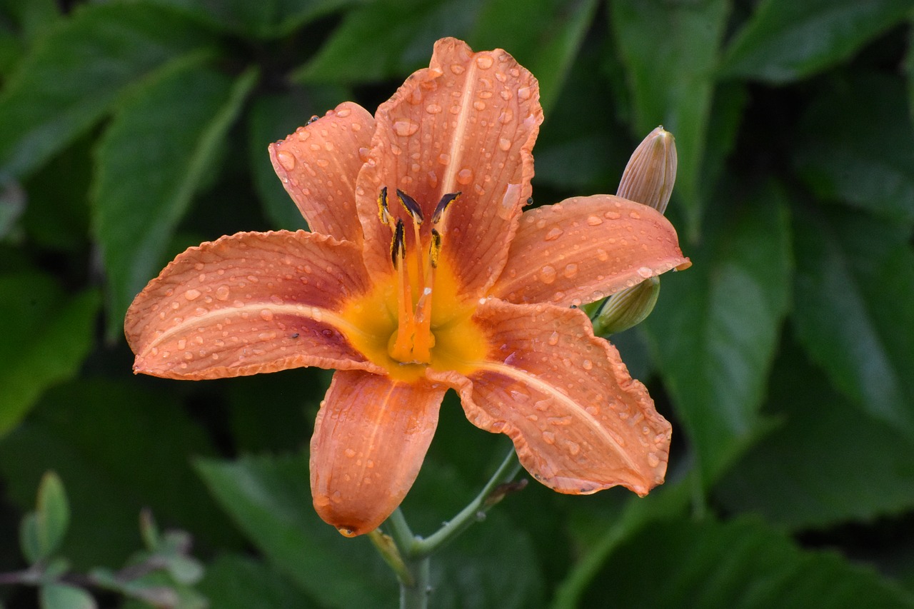 day-lily  flower  drops free photo