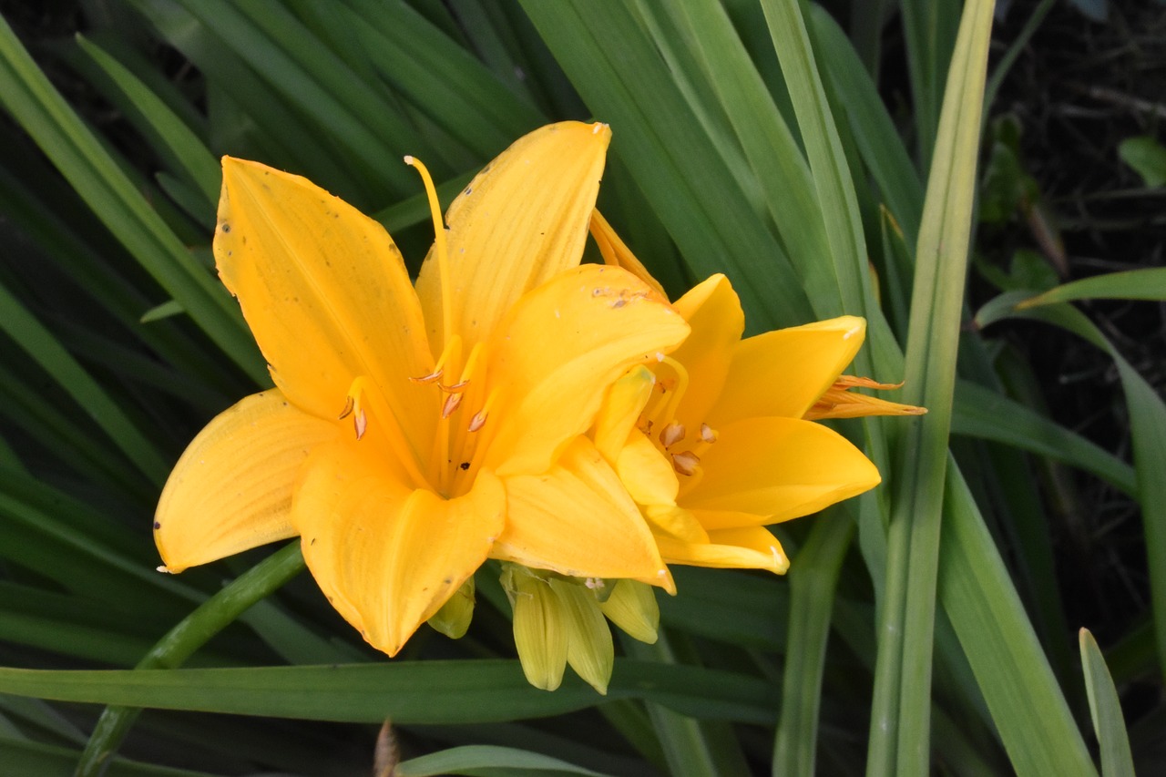 day-lily  yellow  flower free photo