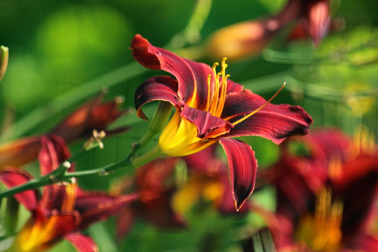 day-lily  flowers  nature free photo