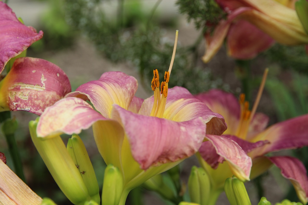 day-lily  flower  pink free photo