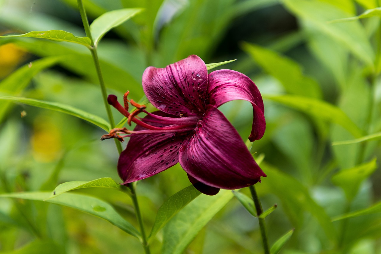 day-lily  flower  petals free photo