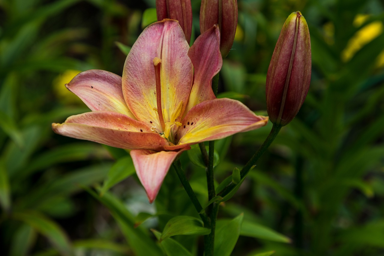 day-lily  flower  petals free photo