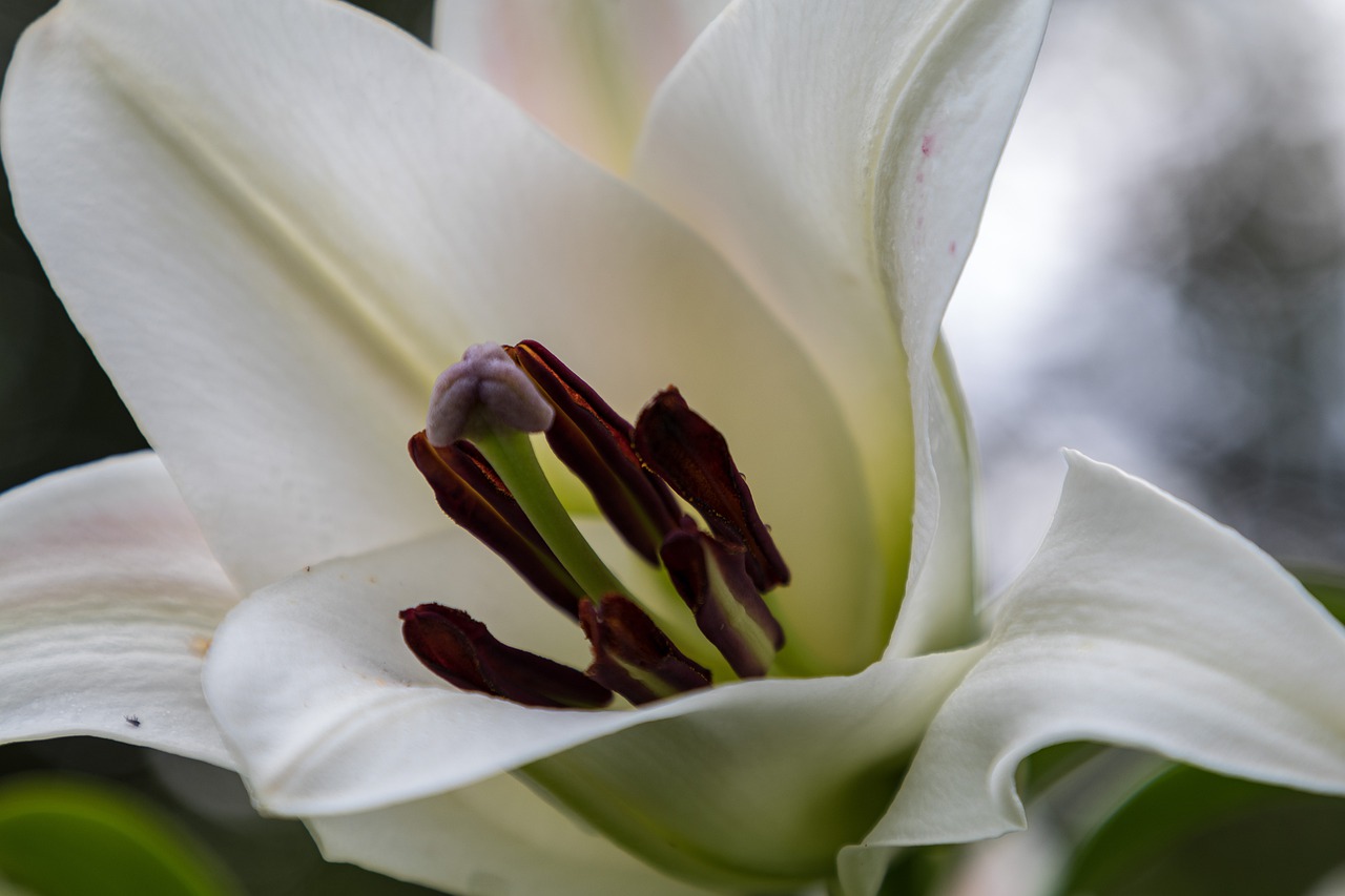 day-lily  flower  petals free photo