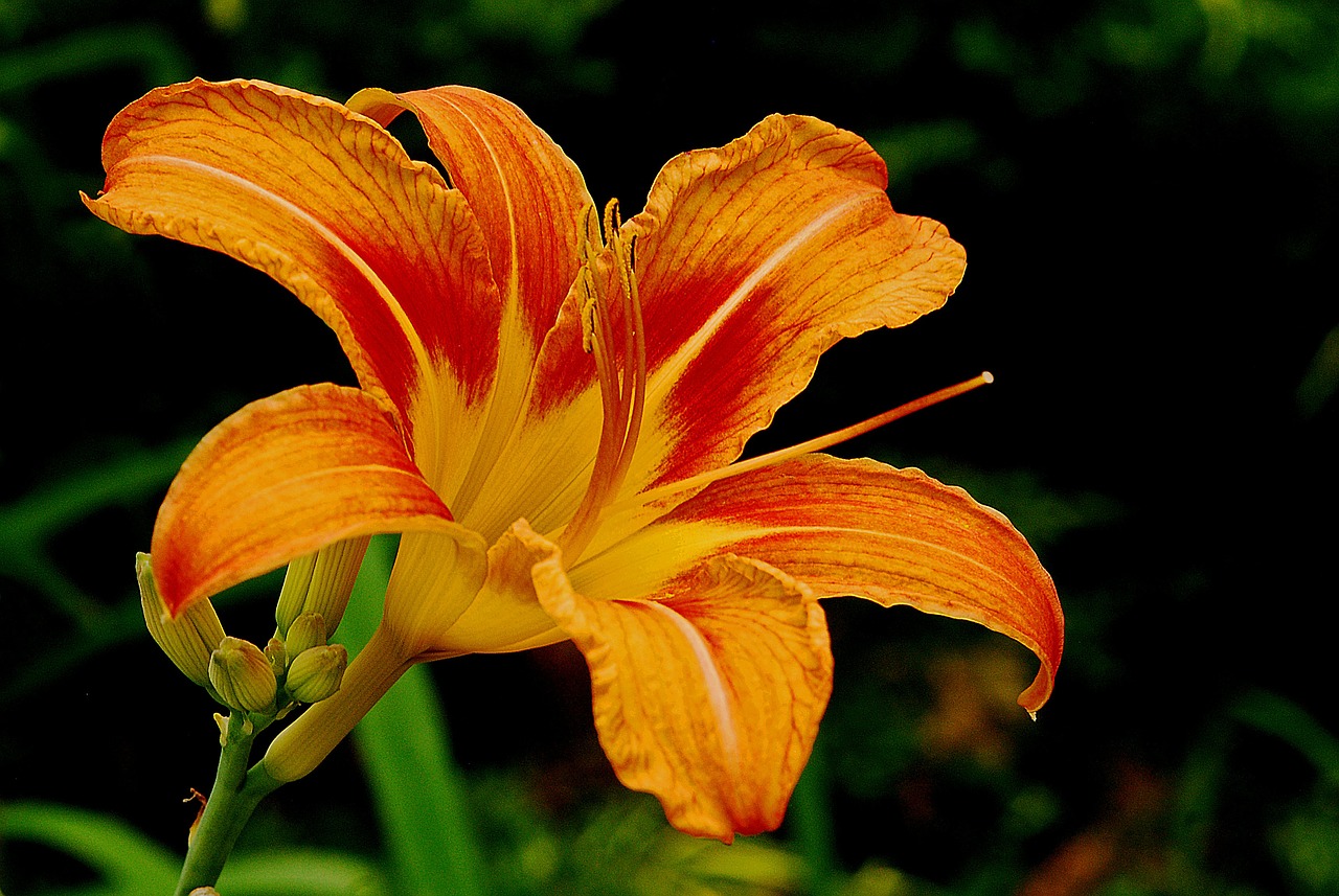 day lily flower bloom free photo