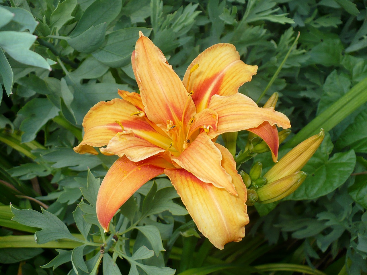 day lily flowers fresh free photo