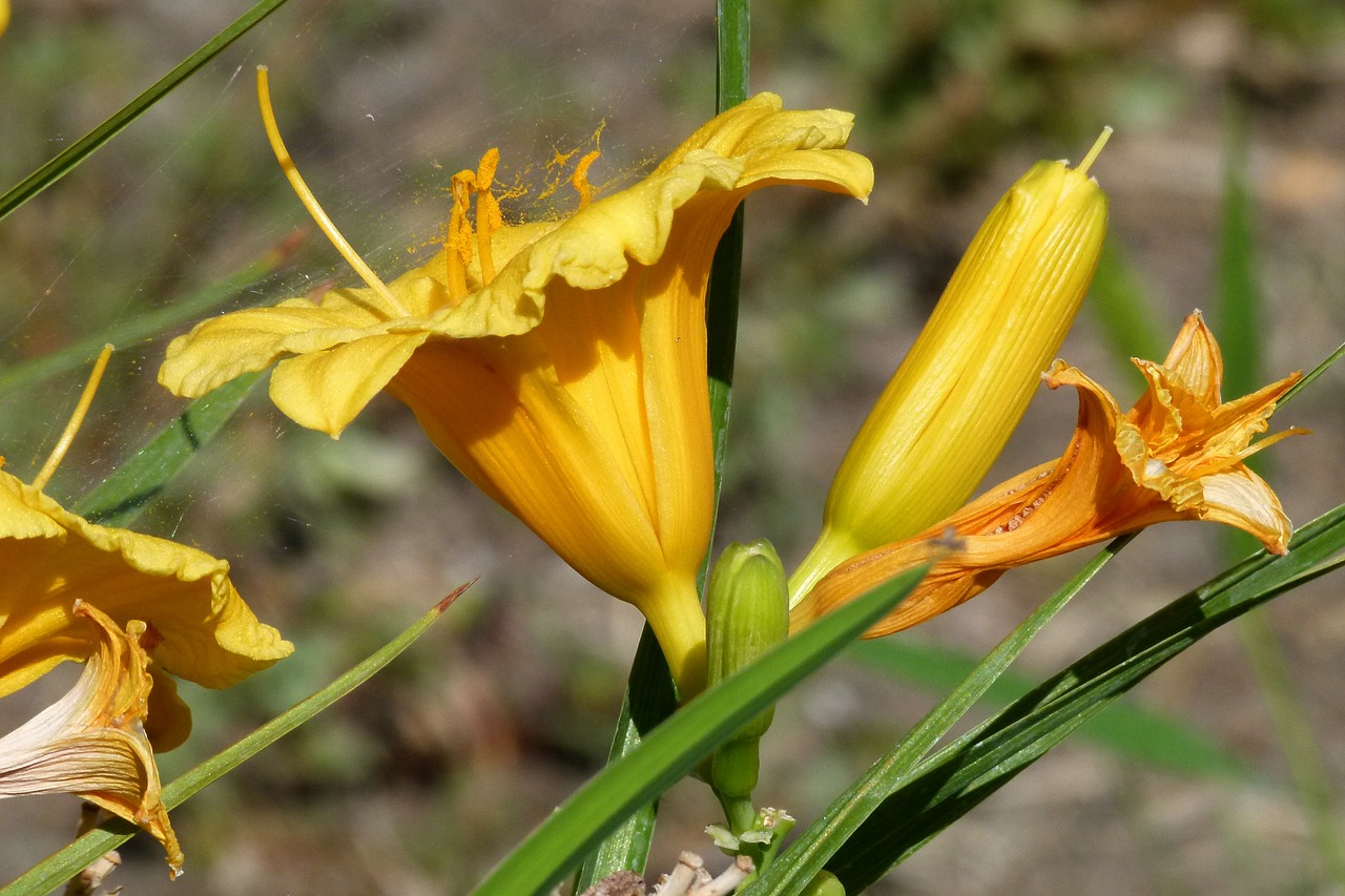 day lily flowers blossom free photo