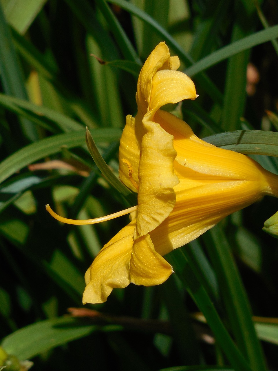 day lily bloom flower free photo