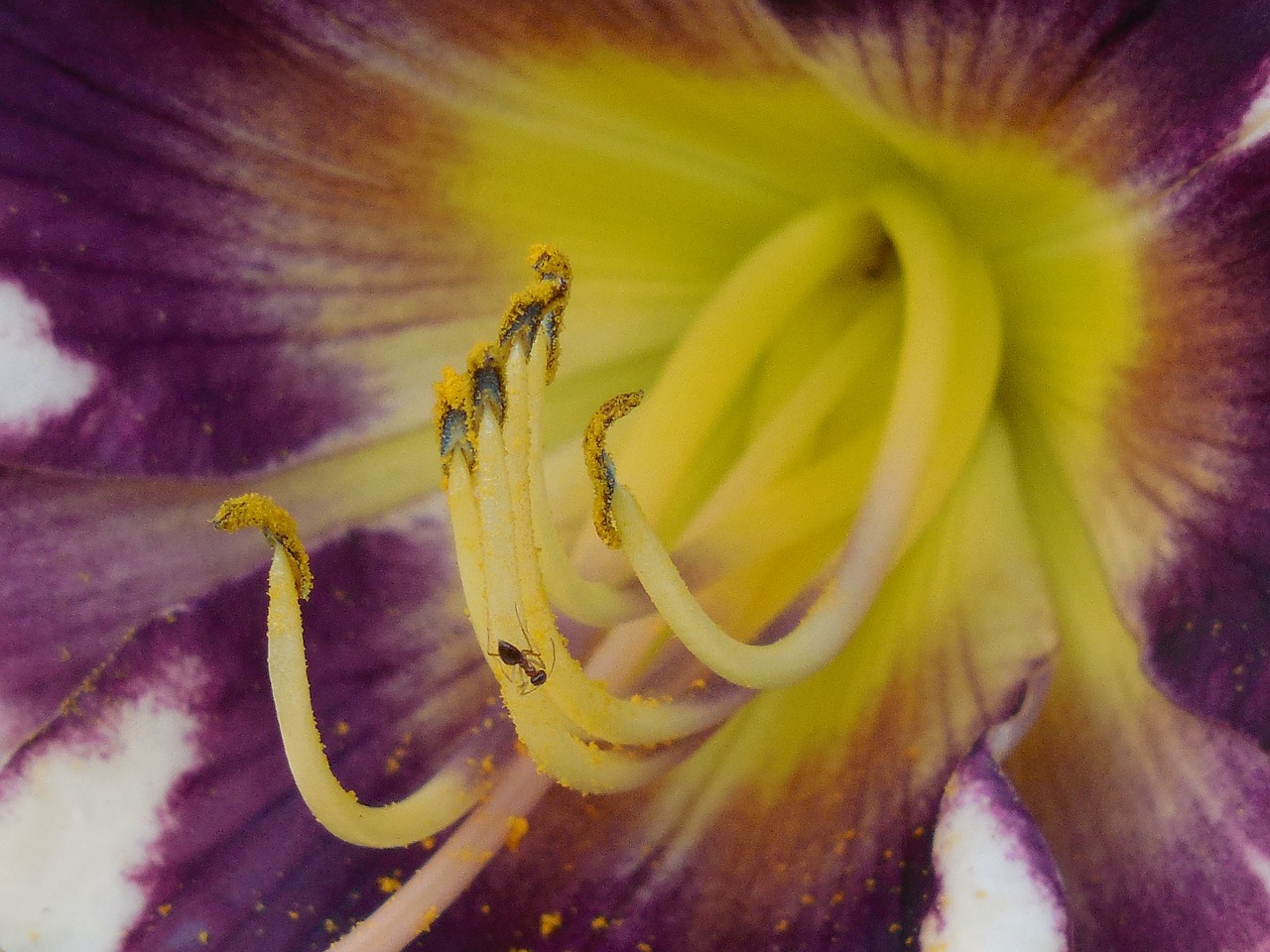 day lily pollen day free photo