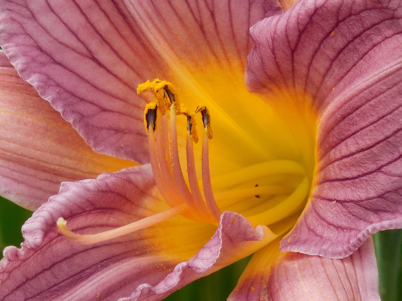 day lily pollen day free photo