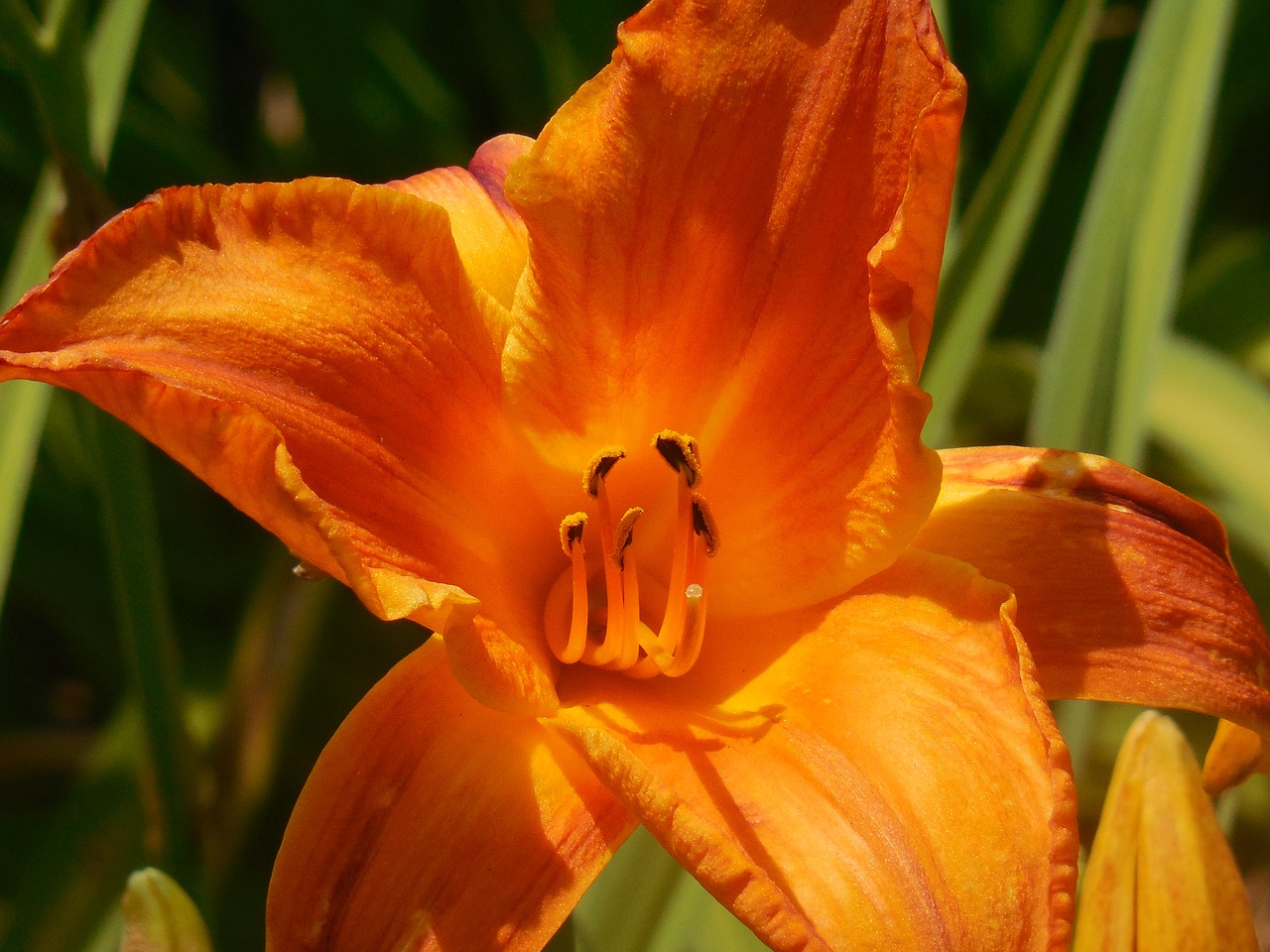 day lily pollen day free photo