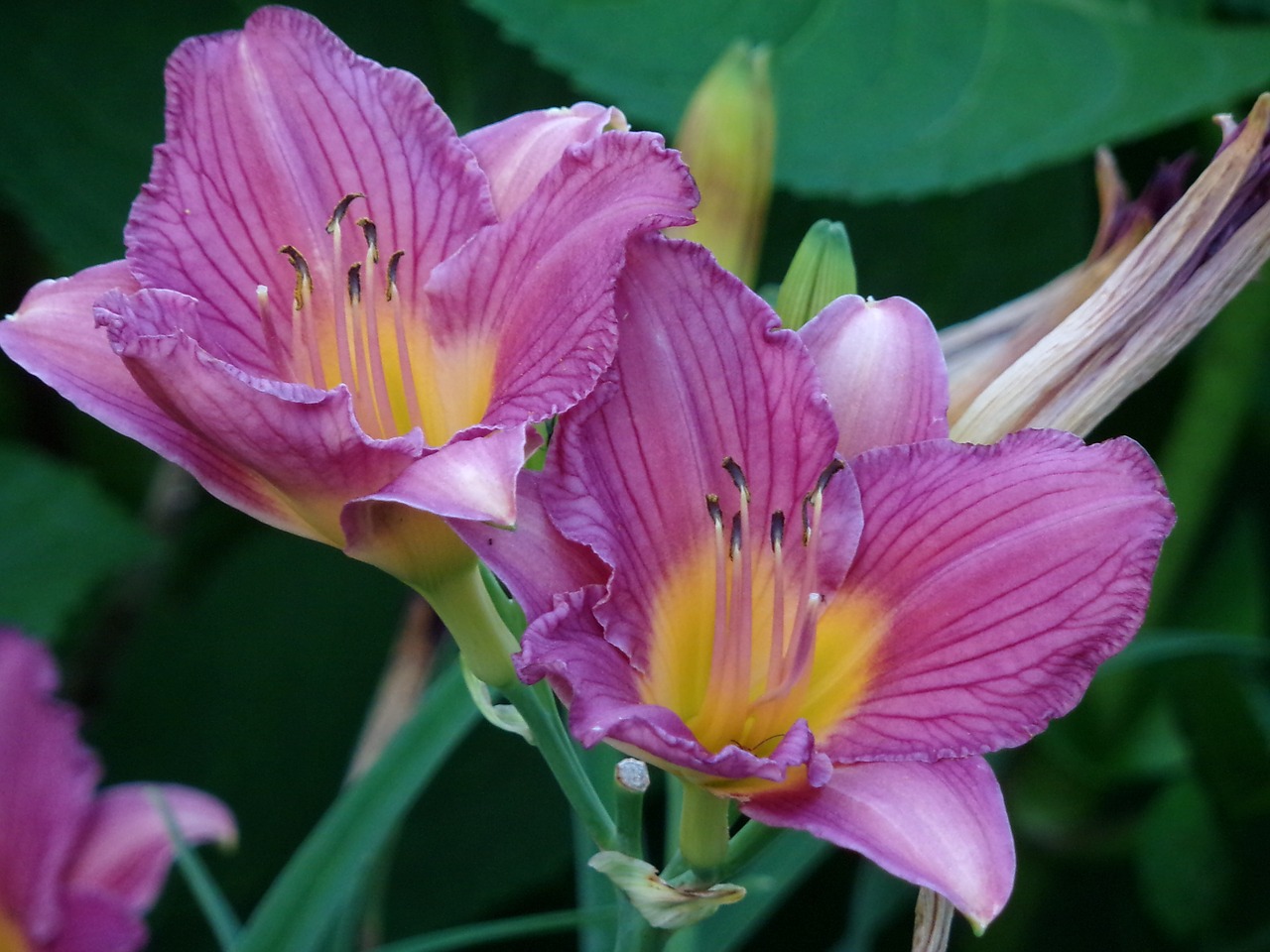 day lily pollen day free photo