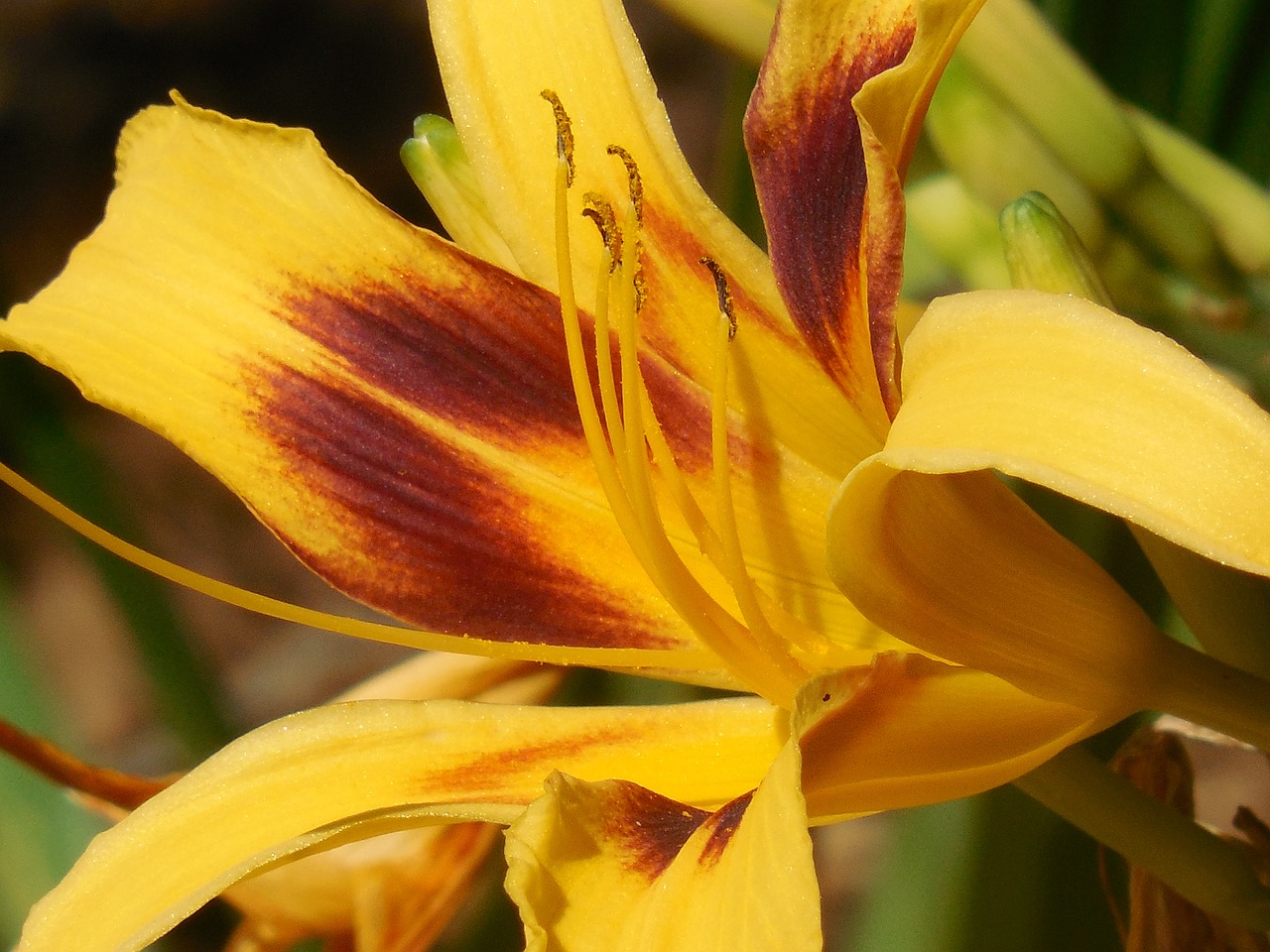 day lily flower day free photo