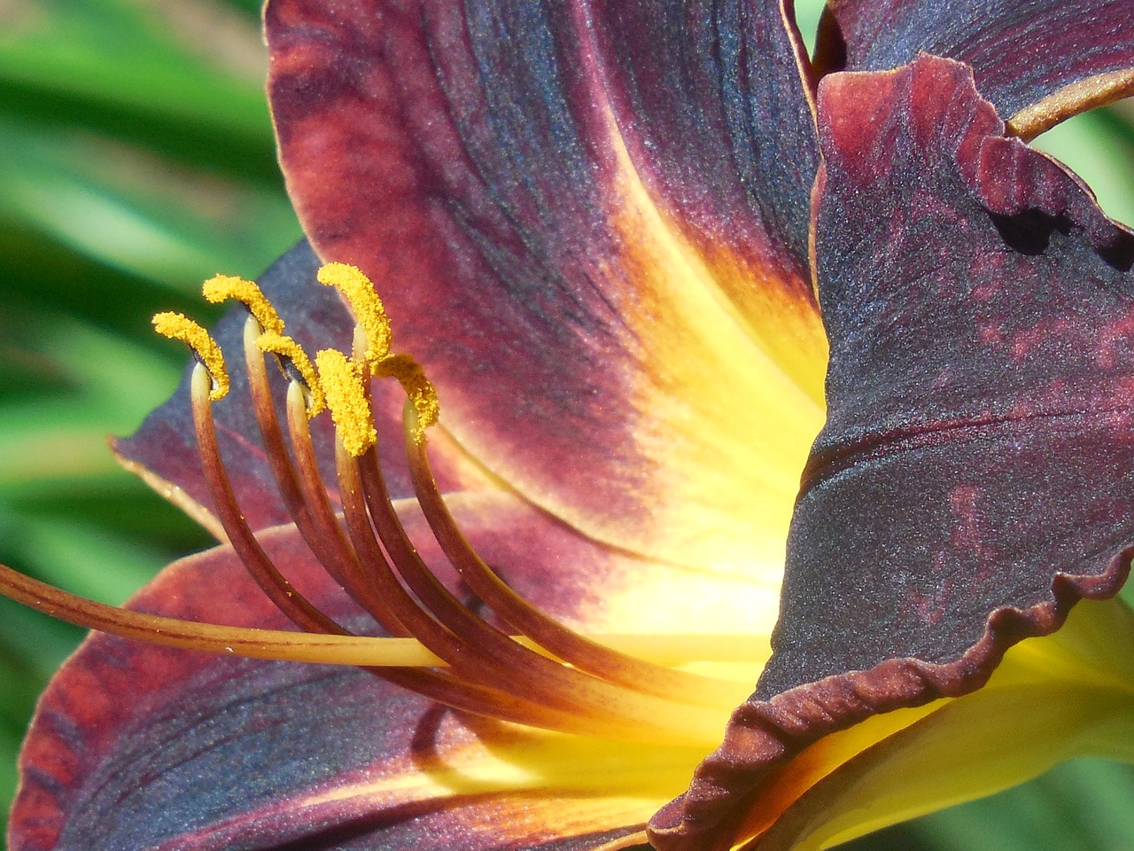 day lily flower day free photo