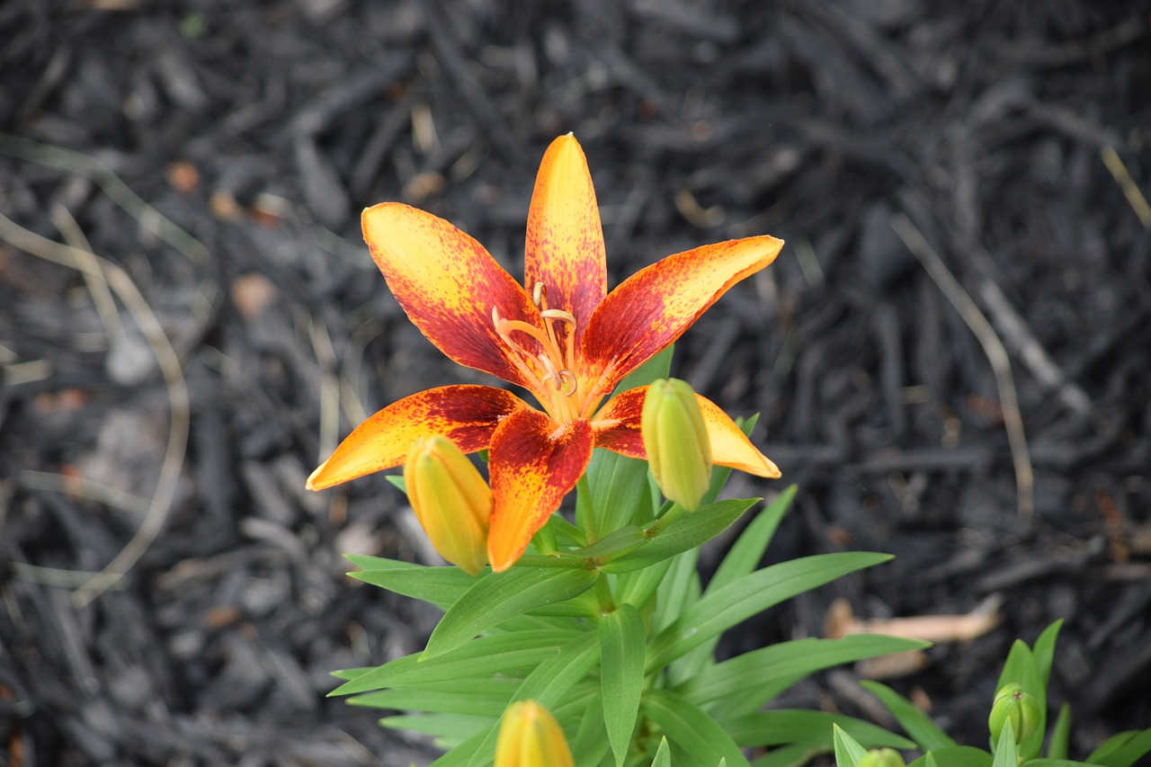 lily flower garden free photo