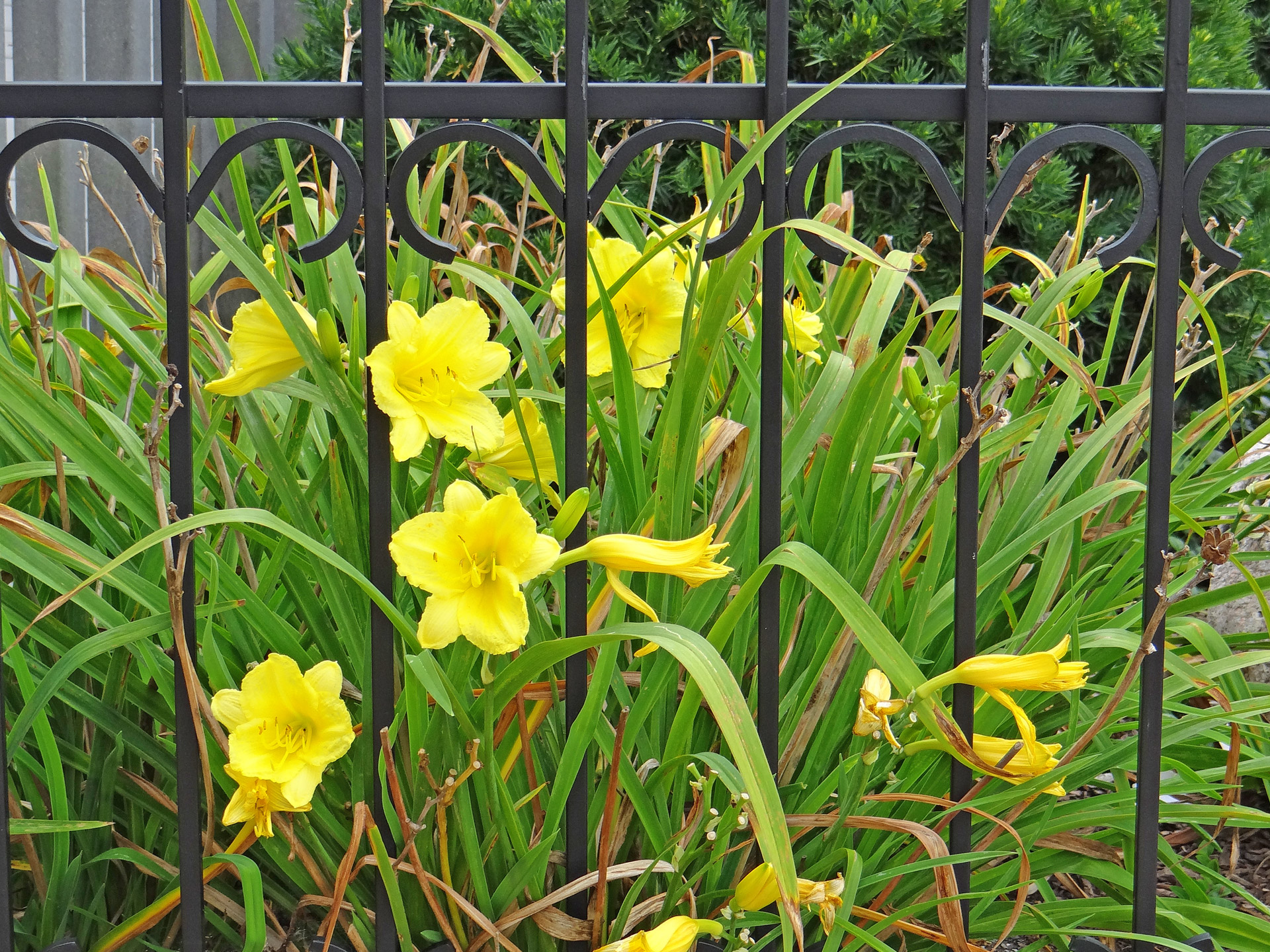 day lily wrought iron fence nature free photo