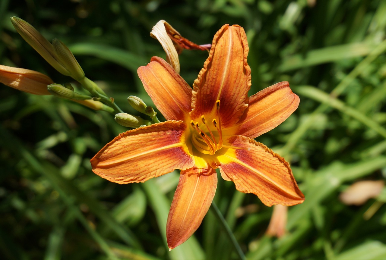 day lily open lily orange free photo