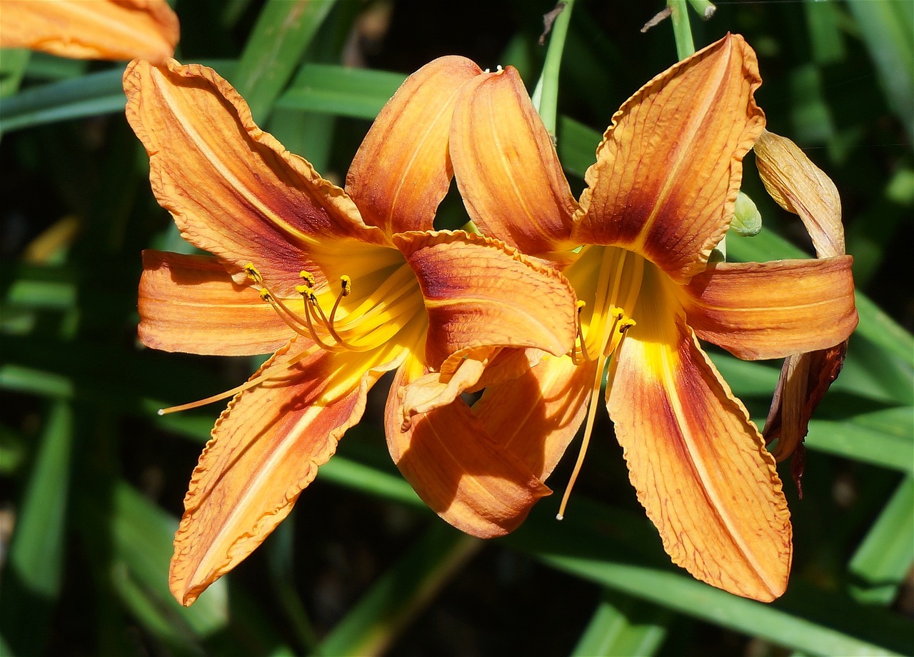 day lily pair lily orange free photo