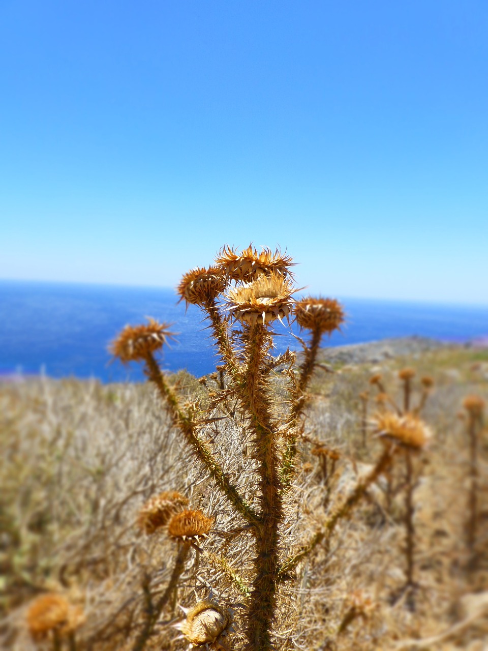 day s dry flower free photo