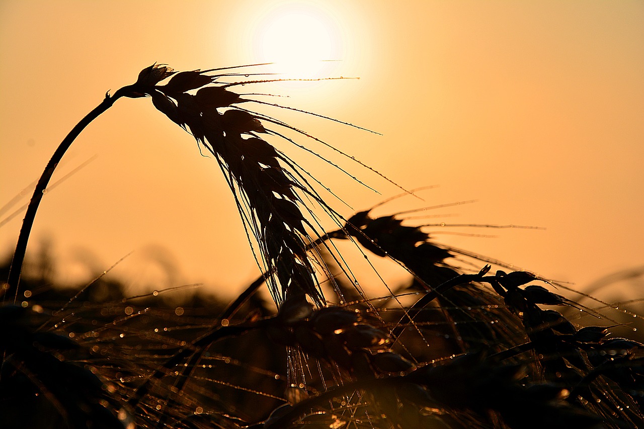 daybreak wheat sunrise free photo