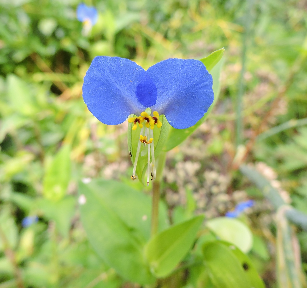 dayflower commelinaceae blue flower free photo